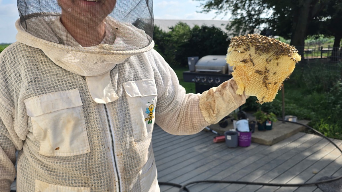 Jeremiah in beekeeping suit holding a piece of comb from a hive removal. 
