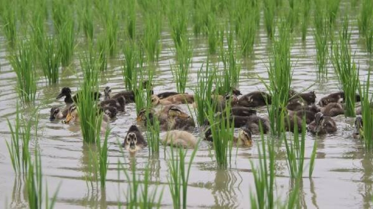 photo of ducklings in rice fields