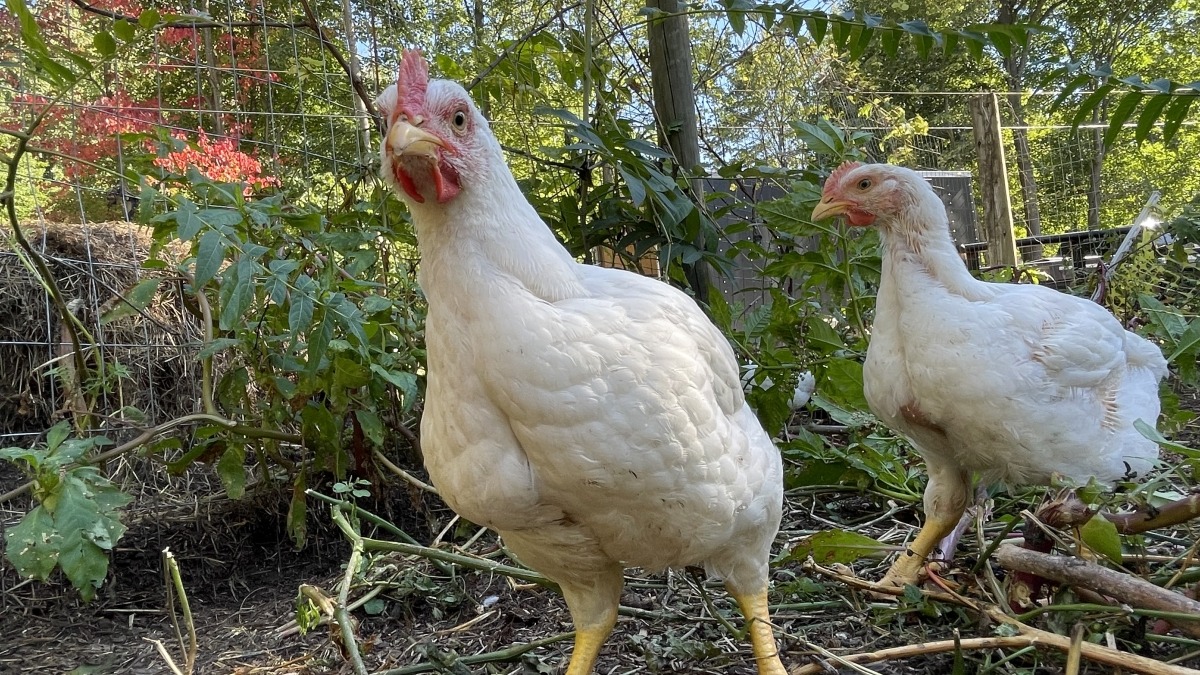 A couple meat chickens out for a stroll