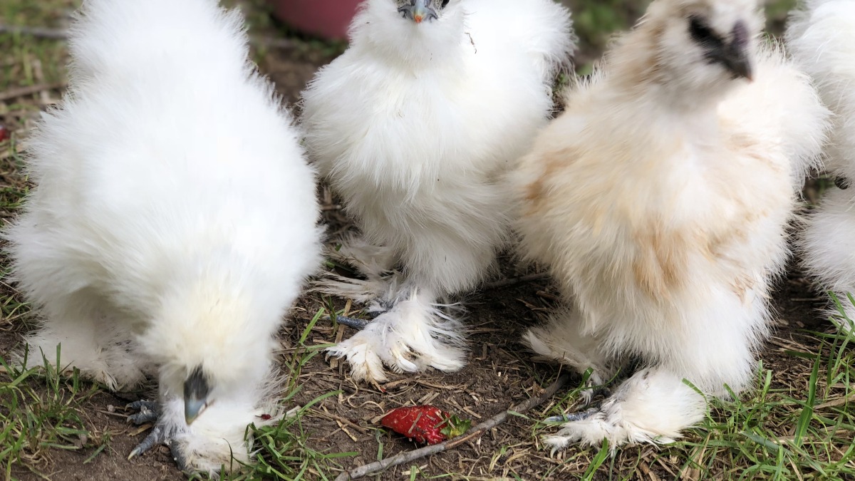 Silky Chickens I have raised 