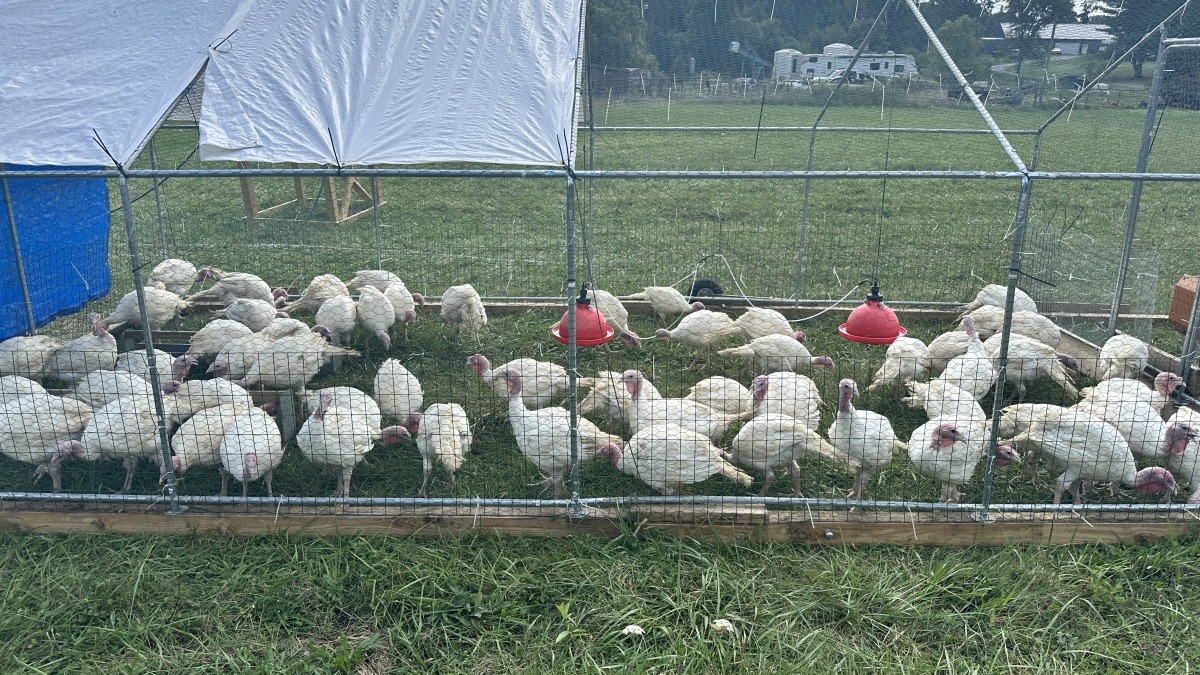 Our pastured turkeys