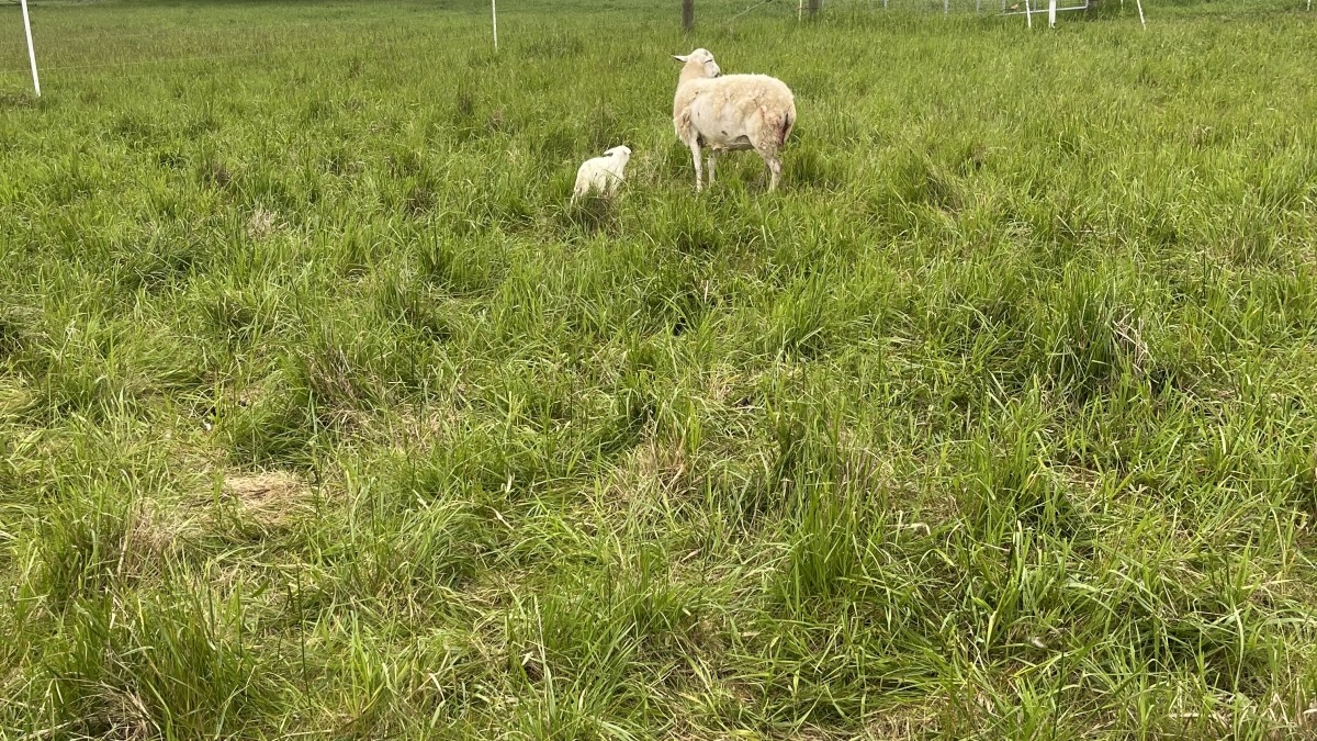 Lambing 2024