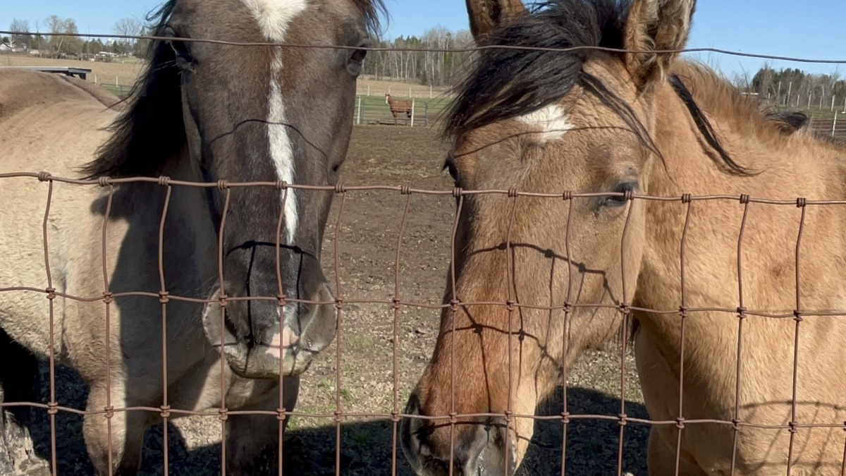 My horses