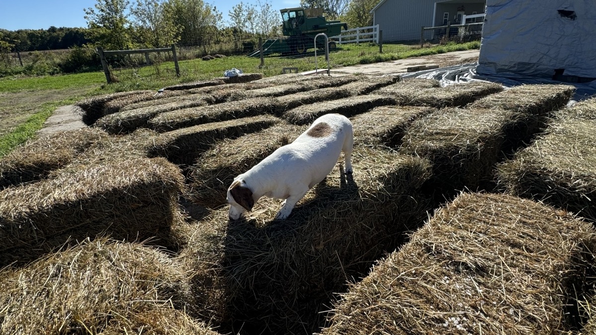 Hay 