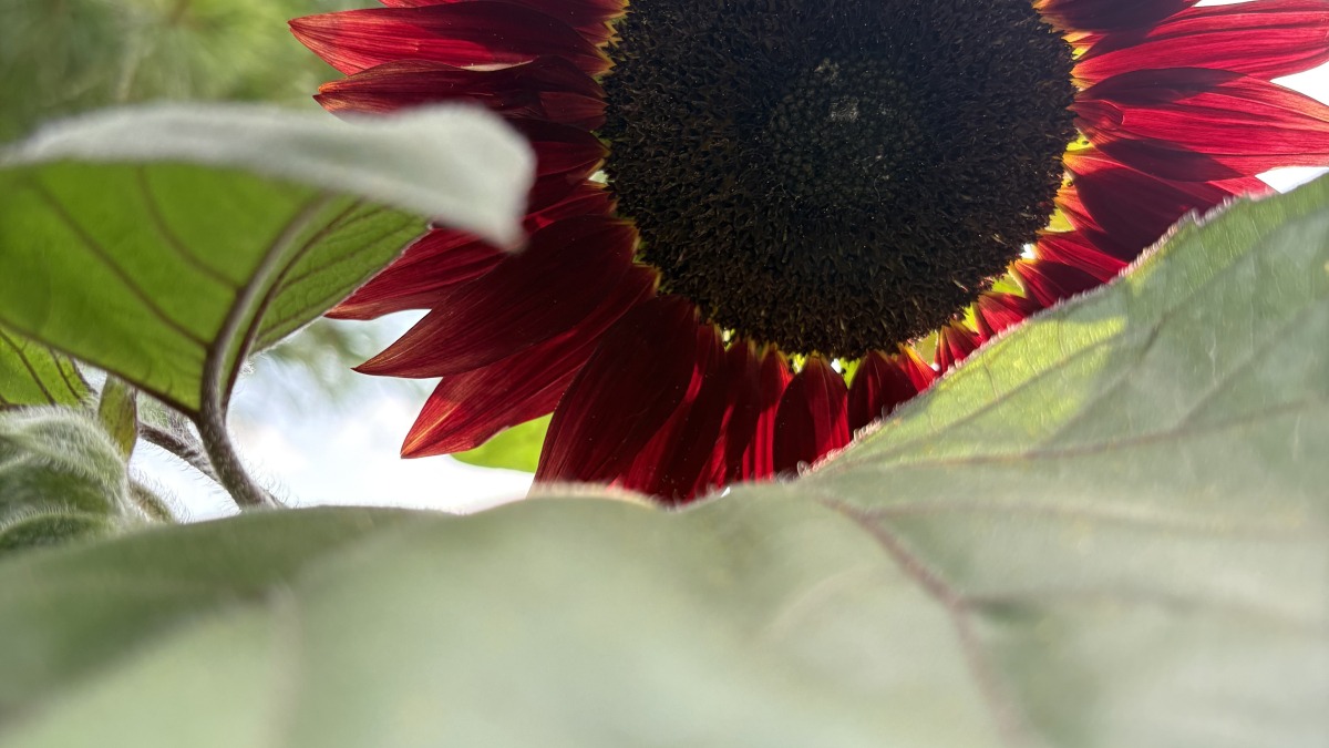 Sunflower from my garden this year