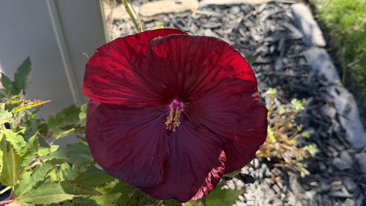 Hibiscus 