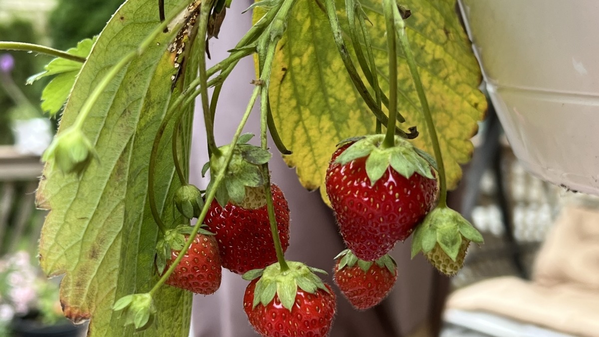 Strawberries I grew myself.