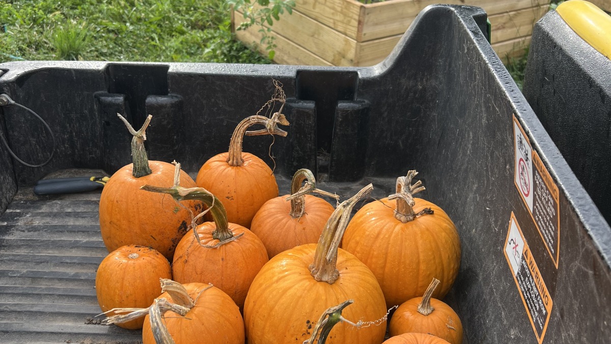 Beginning of Pumpkin Season 
