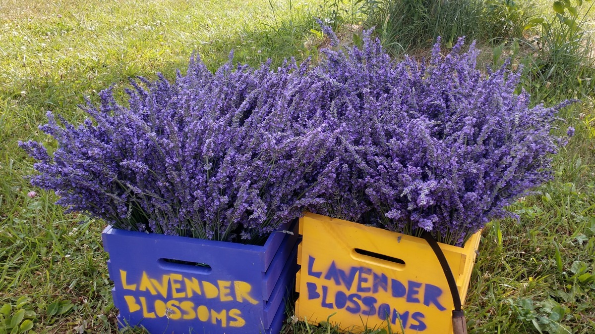 Lavender