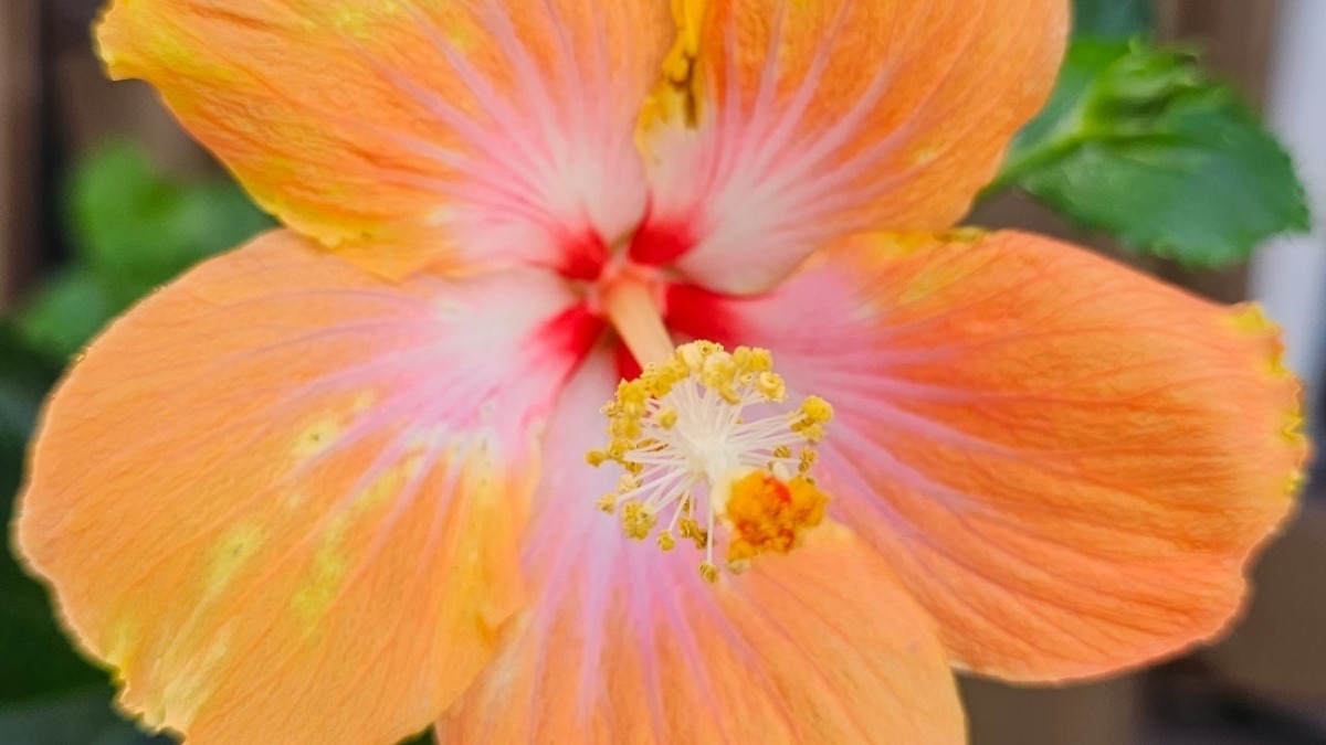 This is one of my hybrids I named Phoenix Orion after our first son we miscarried. 
