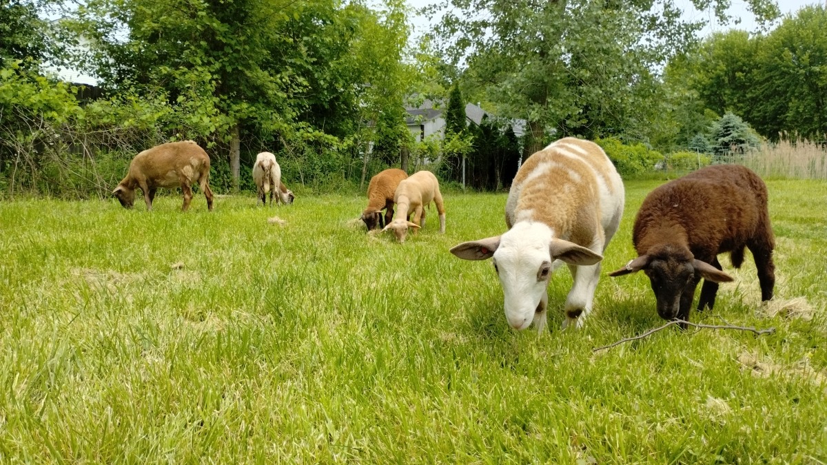 Our current small flock of sheep.