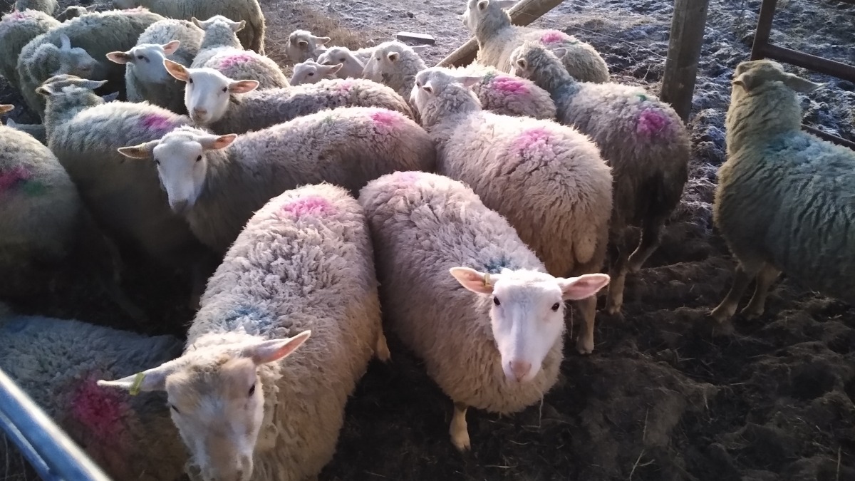 Rideau Sheep
