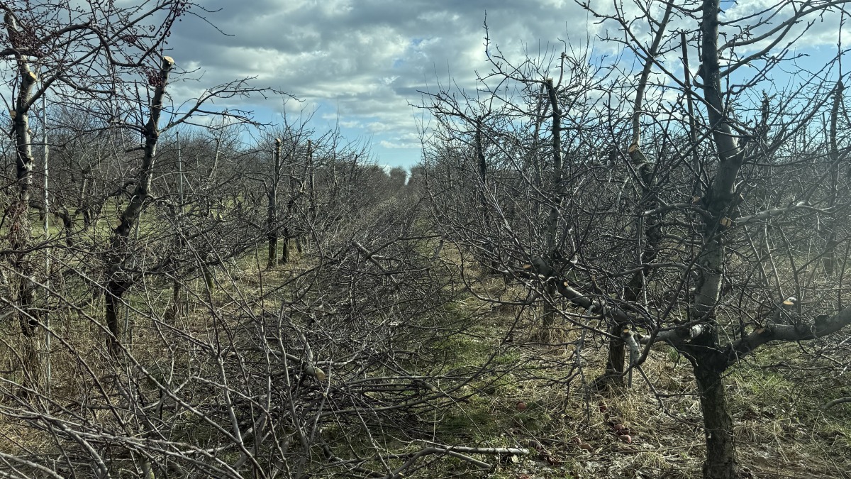 Pruning red delicious apple block 