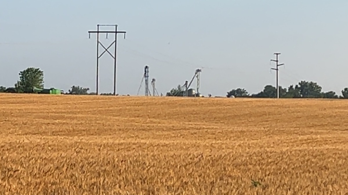 A picture of our 2025 wheat crop that we did in 30” rows.