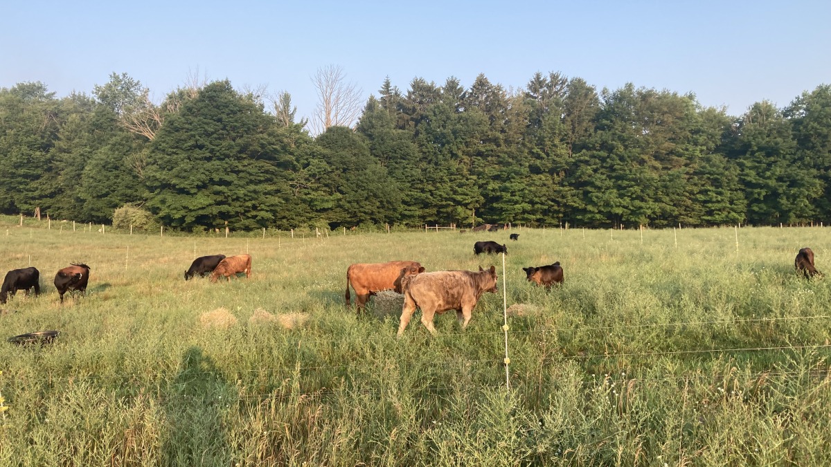 Photo of current pasture in Benzie County.