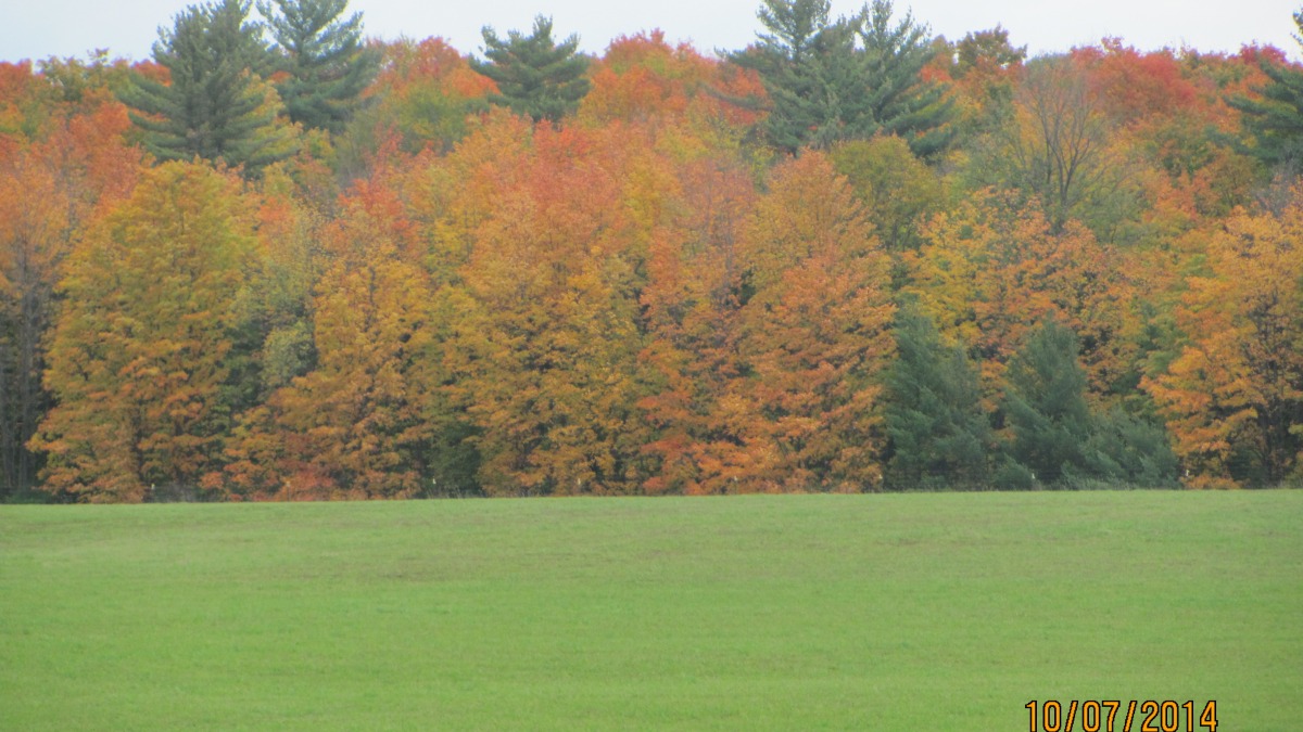 fall trees