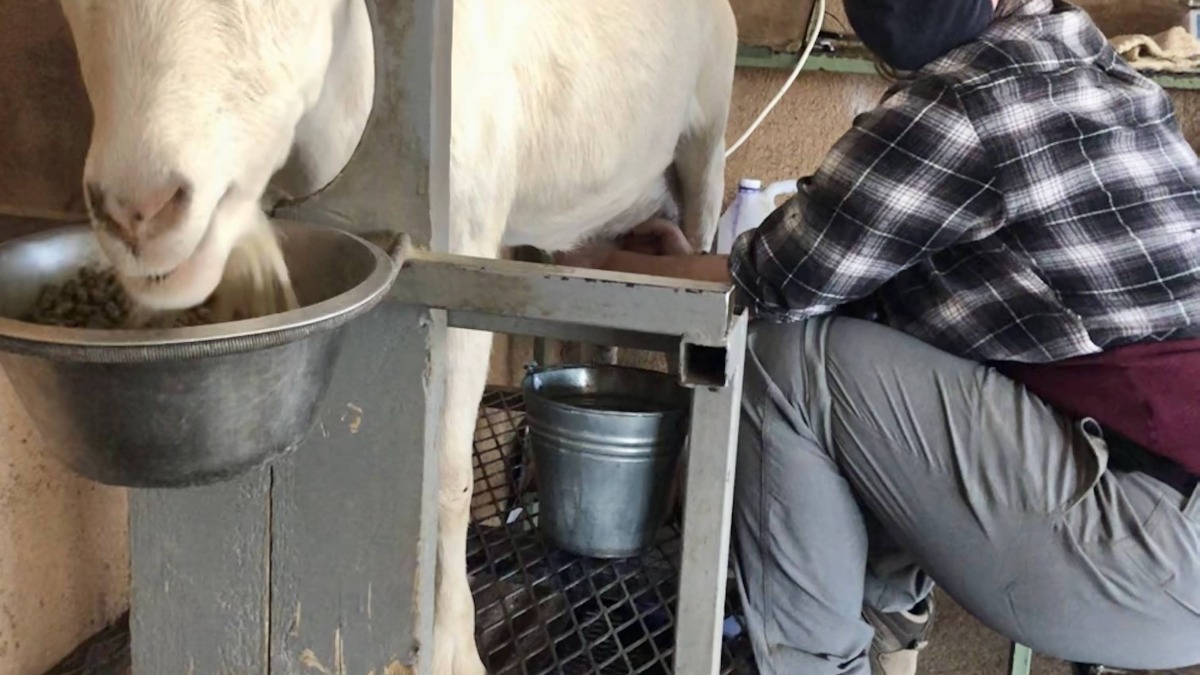Milking dairy goats at Dancing Goat Creamery