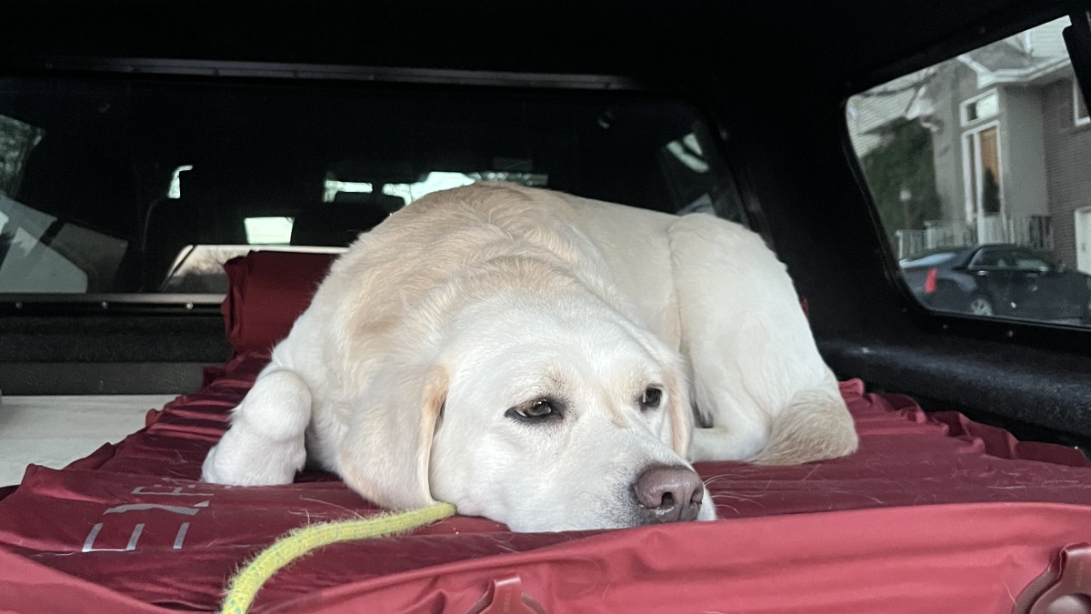 Luna loving the new truck build for weekend adventures 