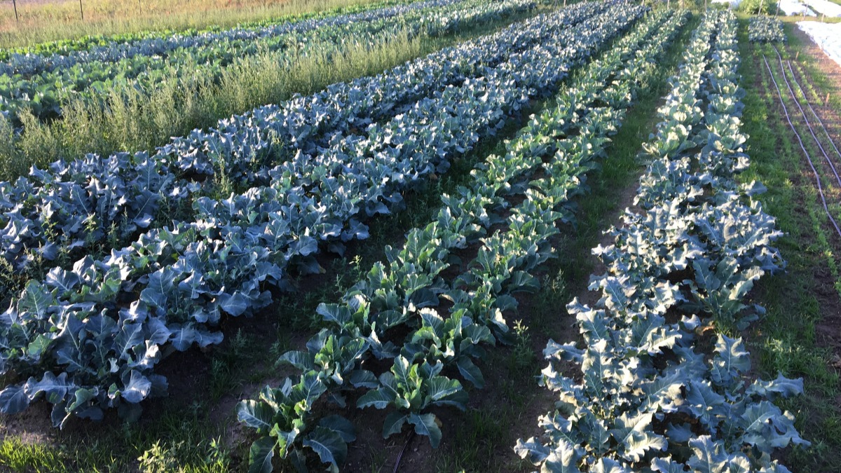 Broccoli and cauliflower growing in a field