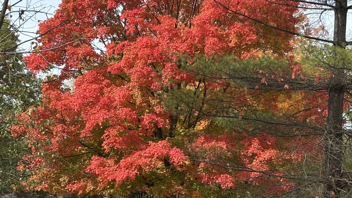 Just a vision of what I’d like to have for us..a simple tree planted by one generation to pass its shade down to the next