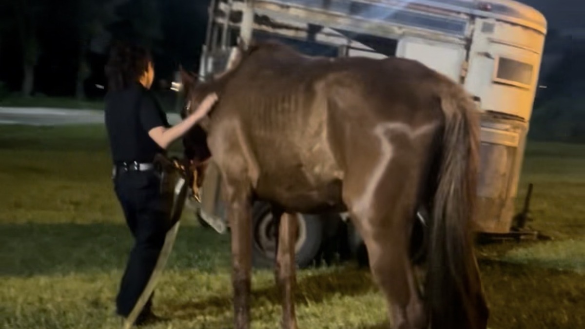 Horse I rescued at work.