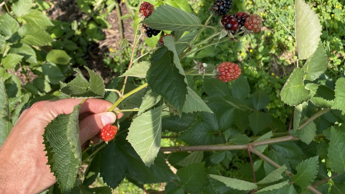 Some black berries in the orchard 