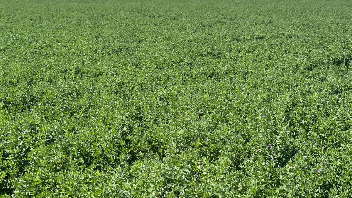 Alfalfa that I’ve grown 