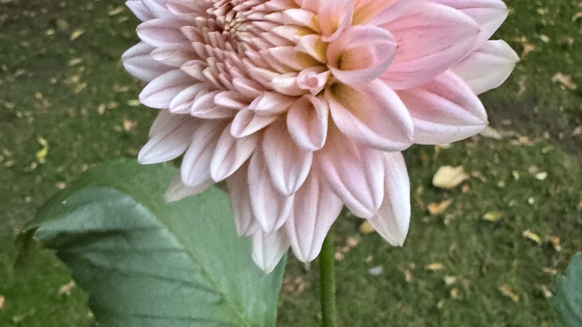 Dahlia grown at my home 