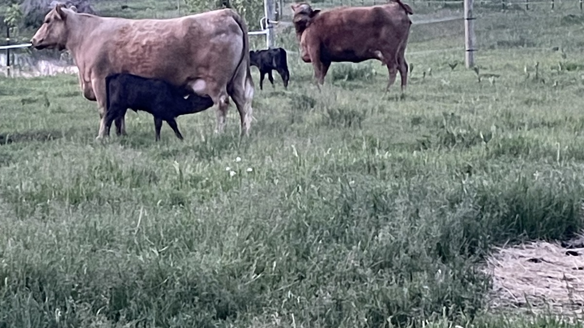 Our 2 Momma’s and their calves from this year. 