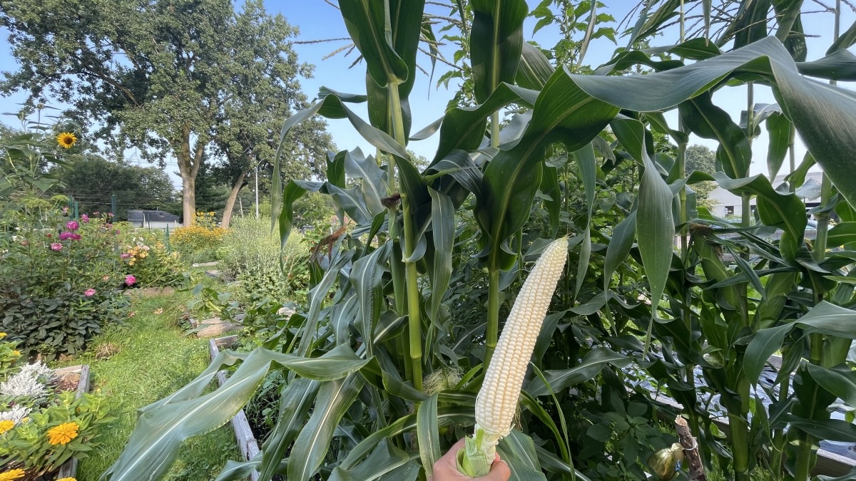 Sweet corn I grew at my community garden plot