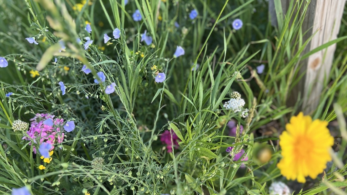 Native flowers grown from seed
