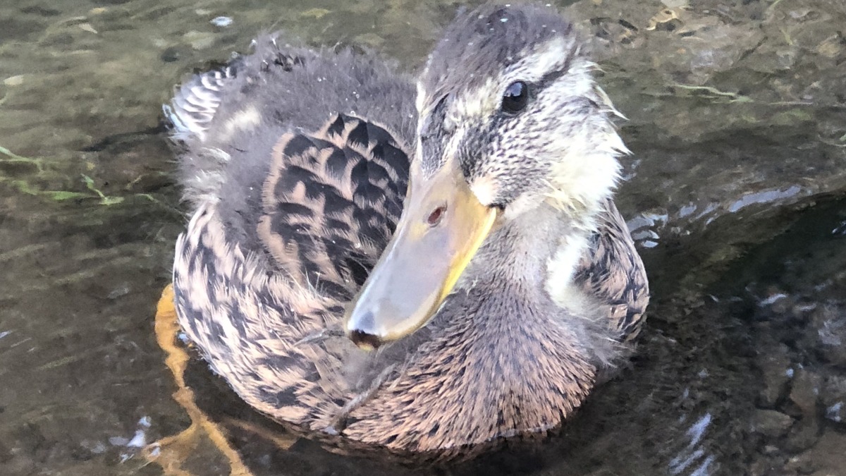 Each year - thousands of wild mallard ducklings are displaced by lack of natural habitat