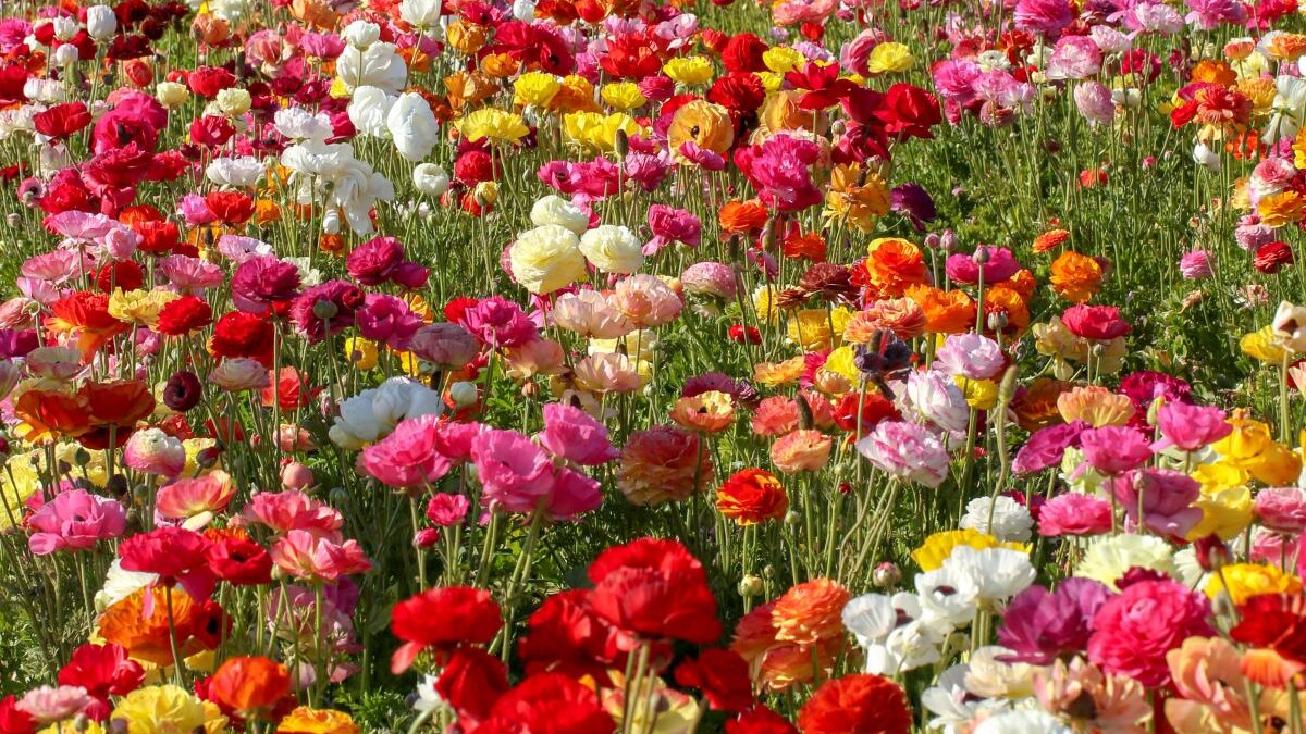 Ranunculus field 