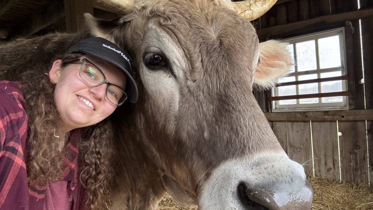 Me with the oxen I worked with at a past internship 