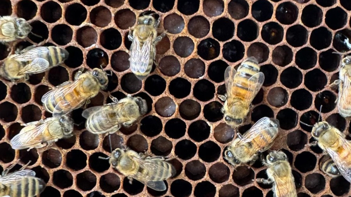 Honey bees on comb