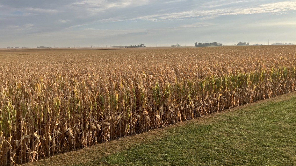 Looking to lease or lease to own