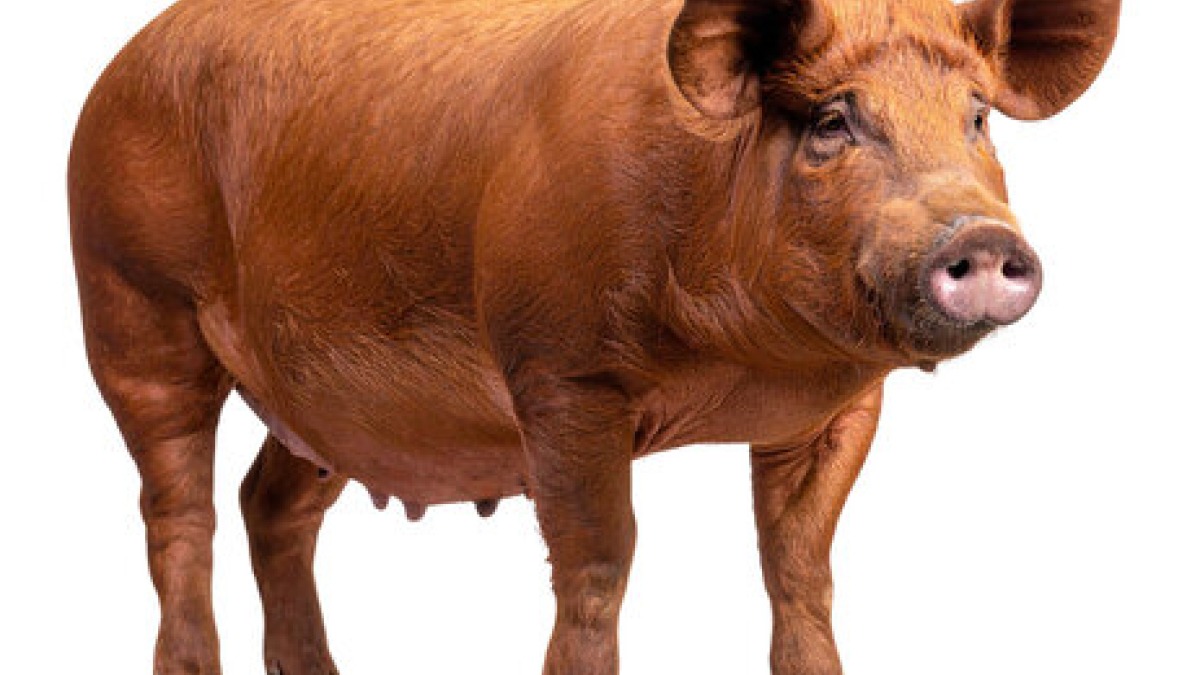 Duroc pig