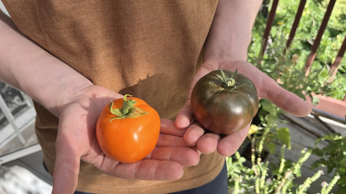 Orange King and Cherokee Purple tomatoes
