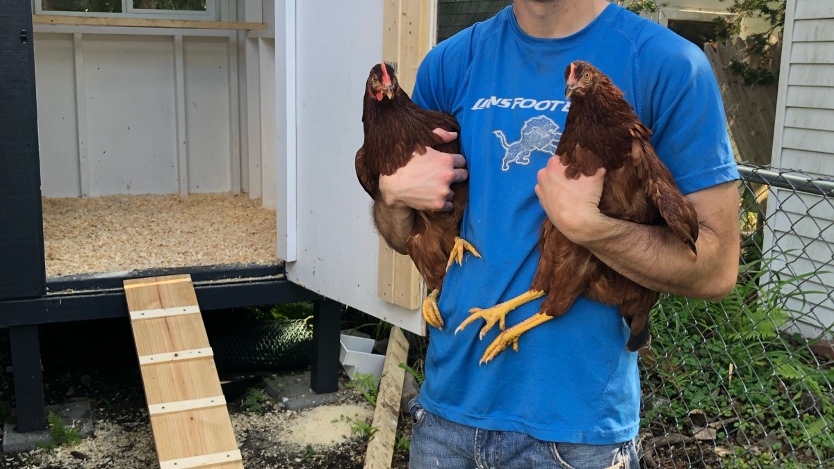 I have 5 backyard Rhode Island Reds, so I have some experience with taking care of chickens