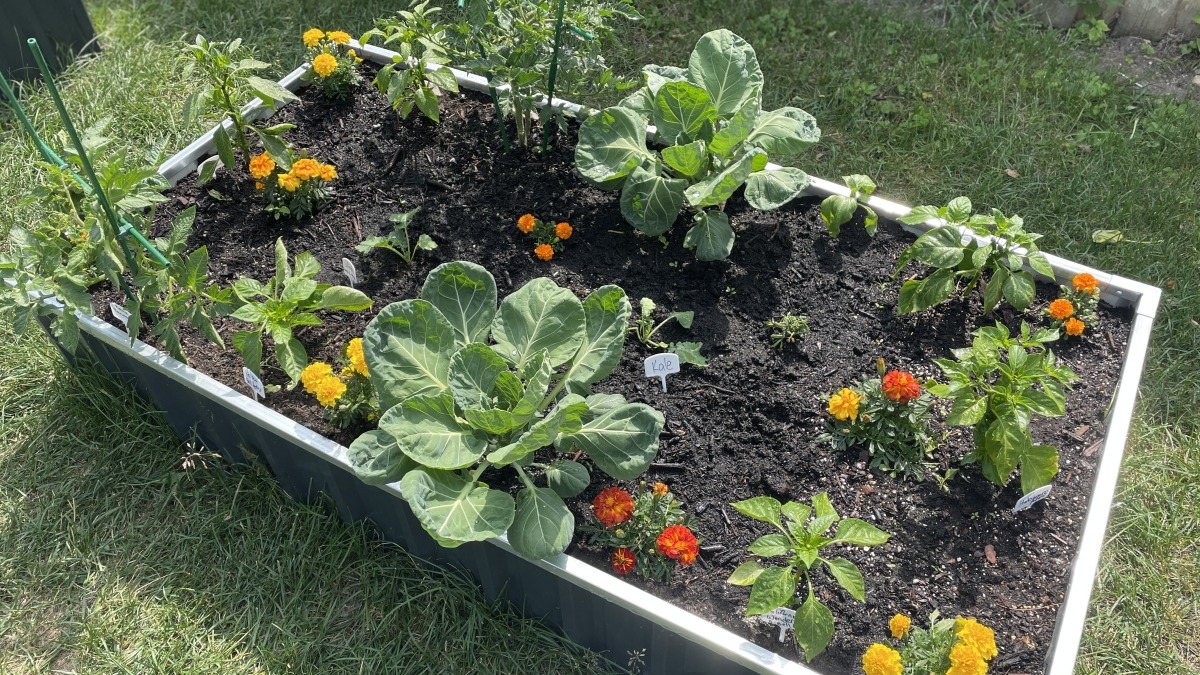 Short raised bed front view