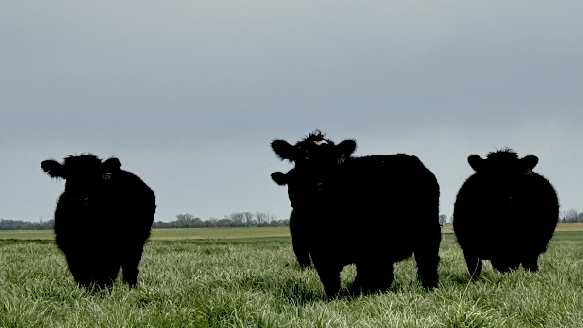 Cattle