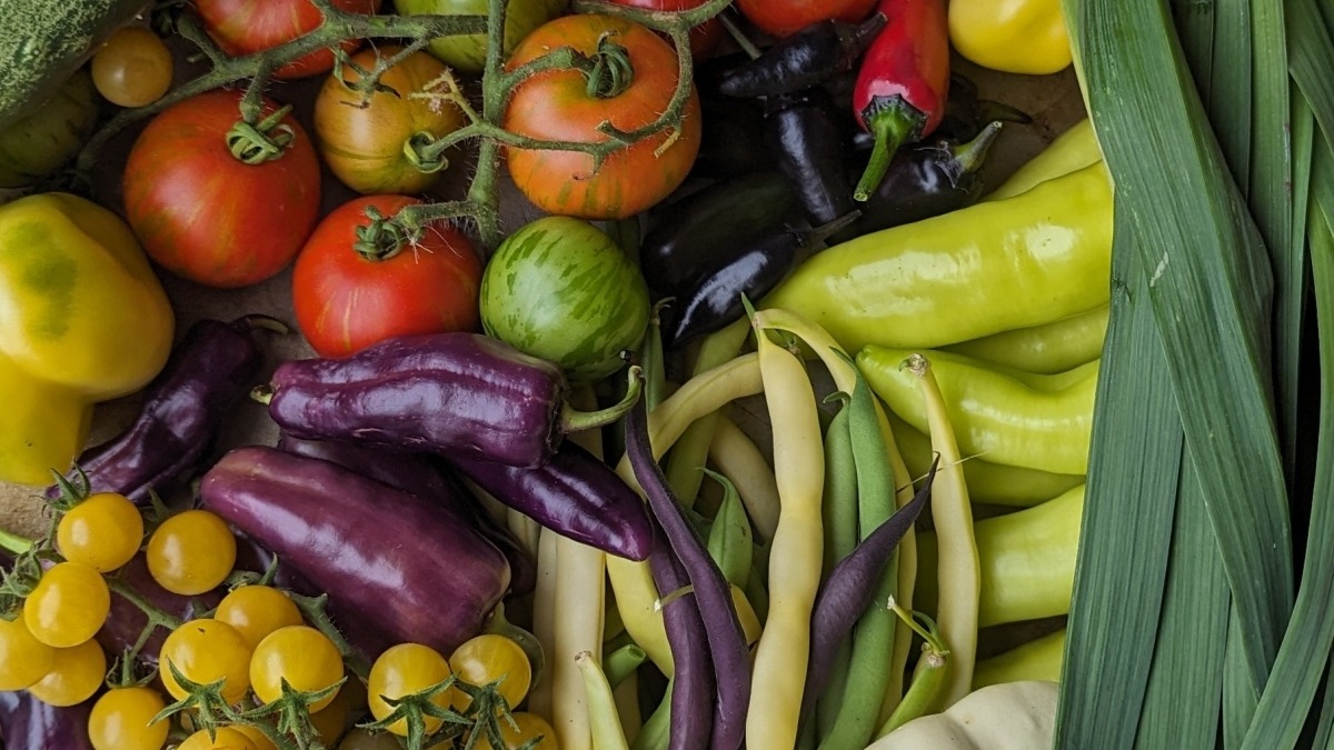 A platter full of several different types of vegetables, heirloom tomatoes, beans, peppers colored red, yellow, purple, orange, green., a white pattypan squash, green cucumber, and leeks 