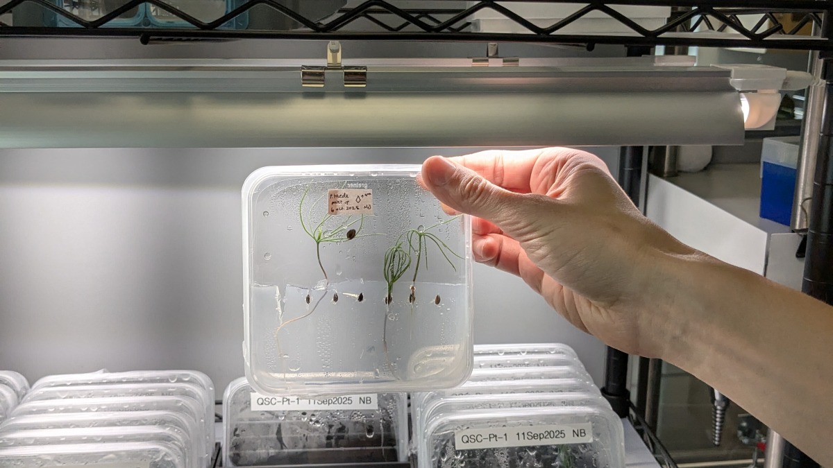 This is a seedling in the lab. 