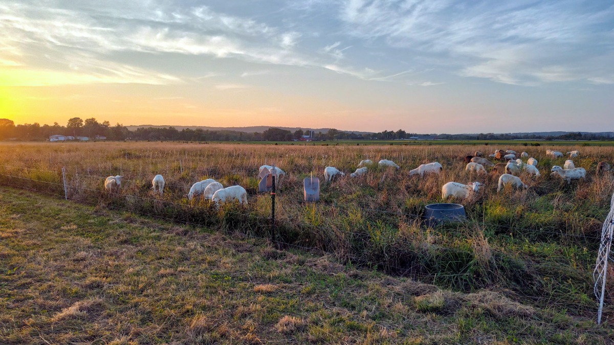 Sunset glow over sheep grazing