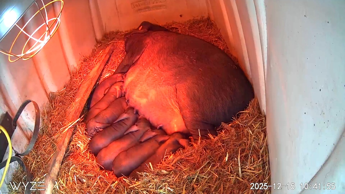 Meishan sow with piglets