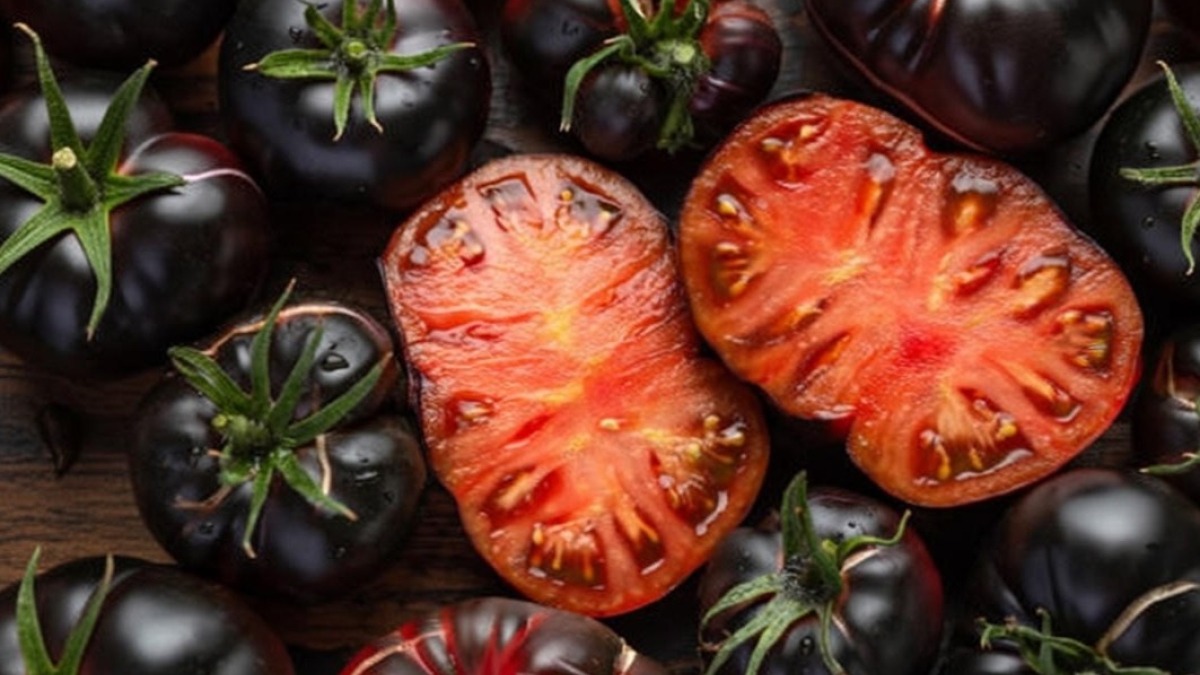 Black Beauty Tomatoes