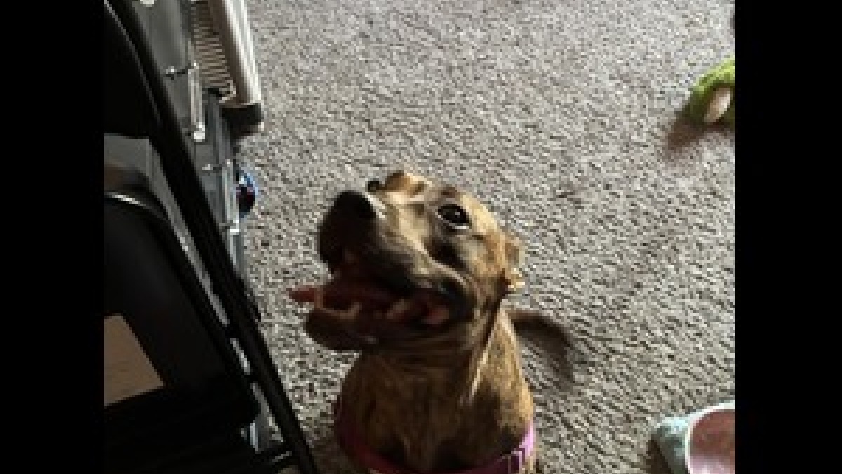 My dog