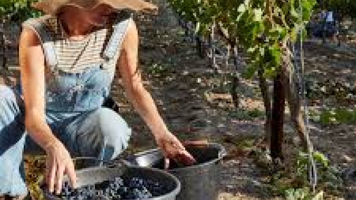 picking grapes 