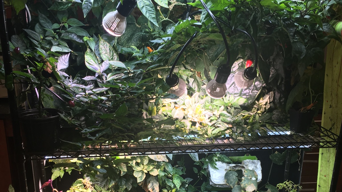 Hydroponic system I ran while attending NMU