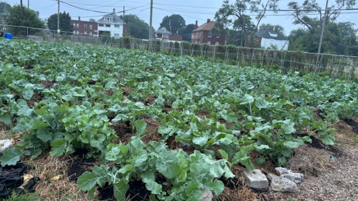 Our Collards grown using organic practices.